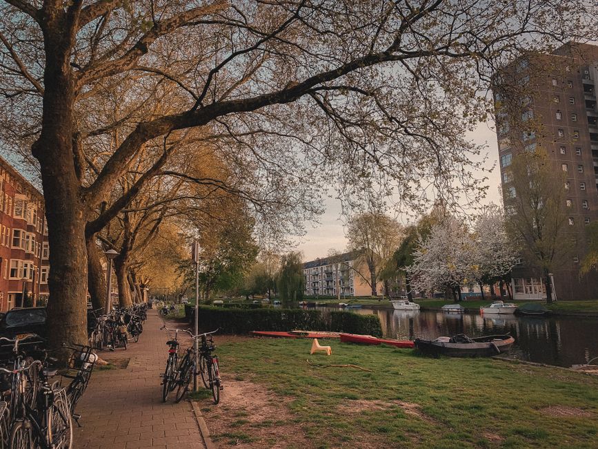 Serene canal in Amsterdam with lined trees and parked bicycles at sunset in springtime.